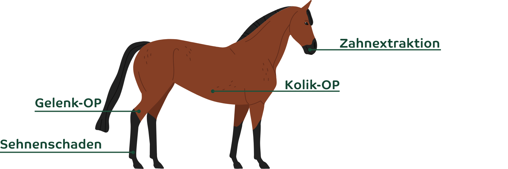 Typische Pferde-OPs im Überblick